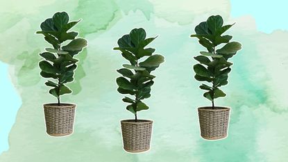 Three fiddle leaf fig trees on a minty green gradient each in rattan pots