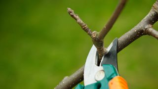 pruning an apple tree branch with secateurs