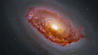A swirling galaxy has dark orange swirls of gas and dust with bright orange and purple spots and a bright yellow/white center.