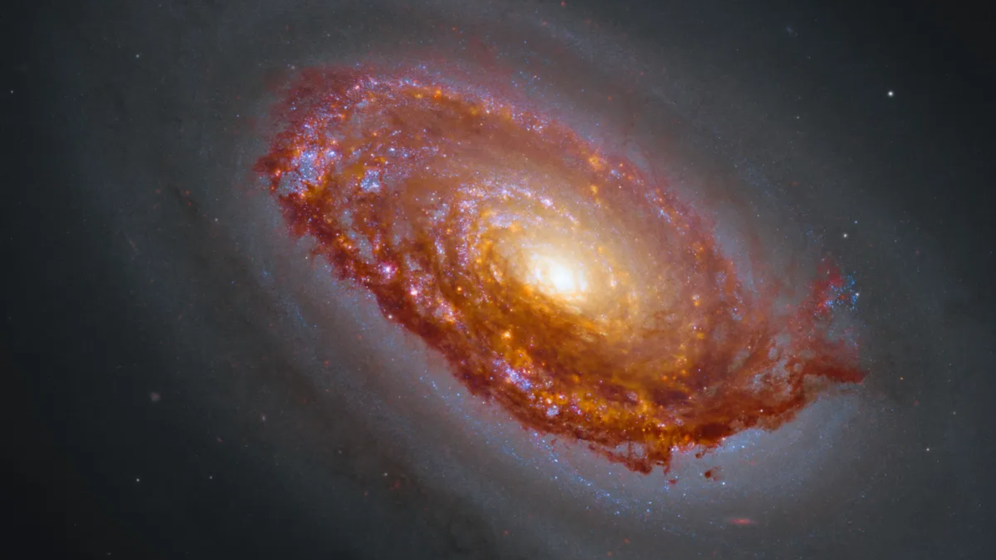 A swirling galaxy has dark orange swirls of gas and dust with bright orange and purple spots and a bright yellow/white center. 