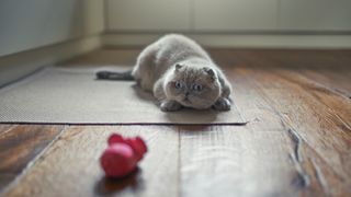 Scottish fold cat waiting to pounce on toy