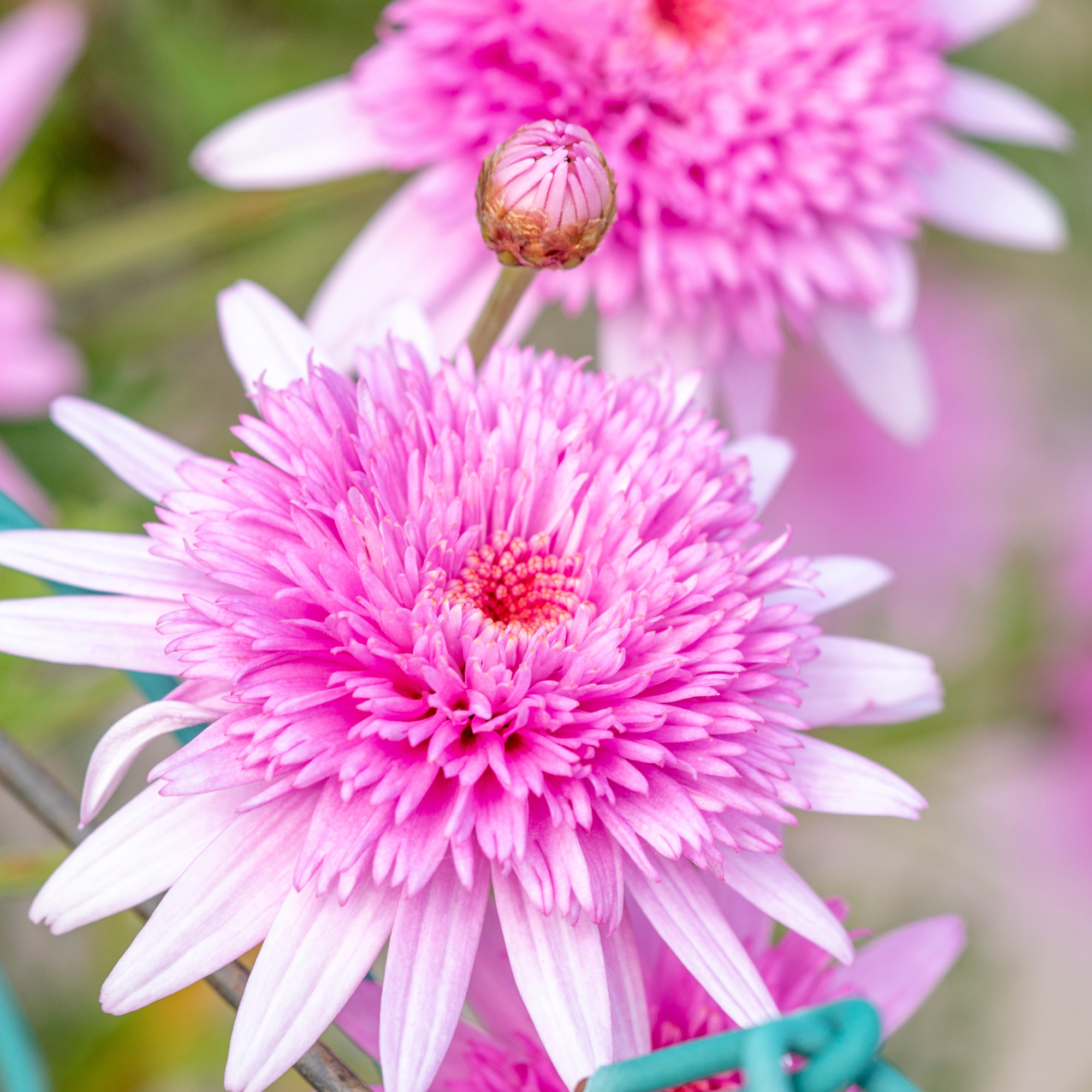 Close up view of the beautiful Echinacea pink double delight flowers.
