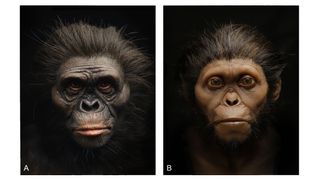 The new facial reconstructions, made from pigmented silicon casts, of Lucy (left) and the Taung child (right).