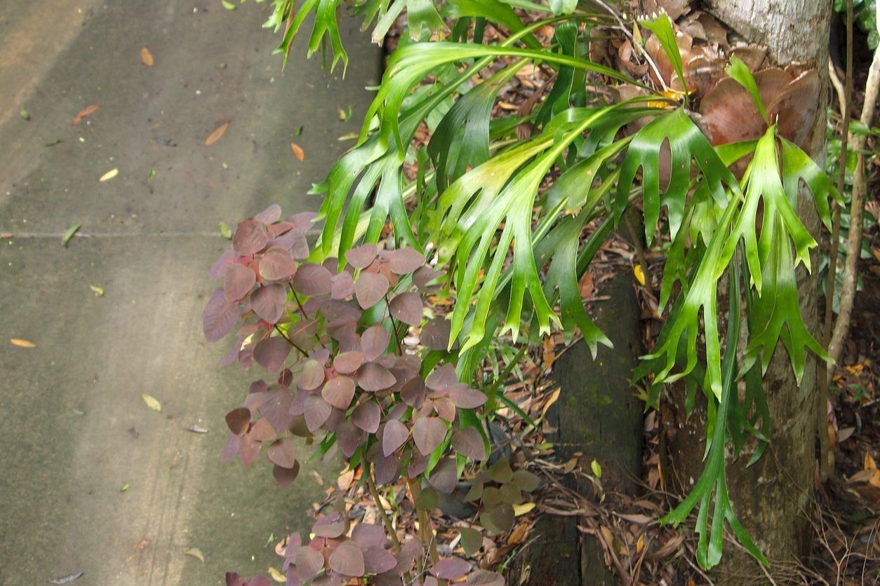 staghorn plant