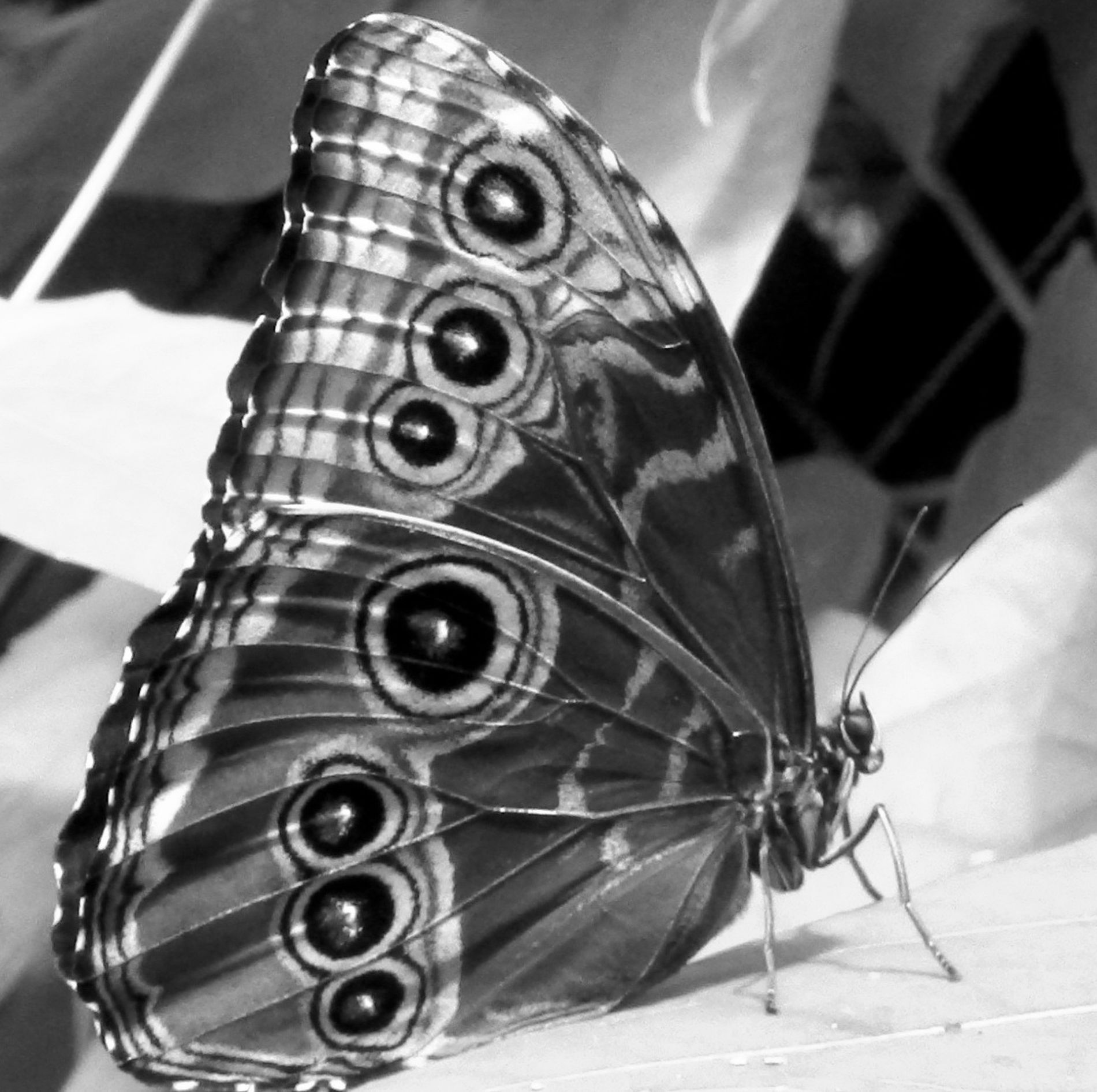 GuruShots - Monochrome Moments Jan 26