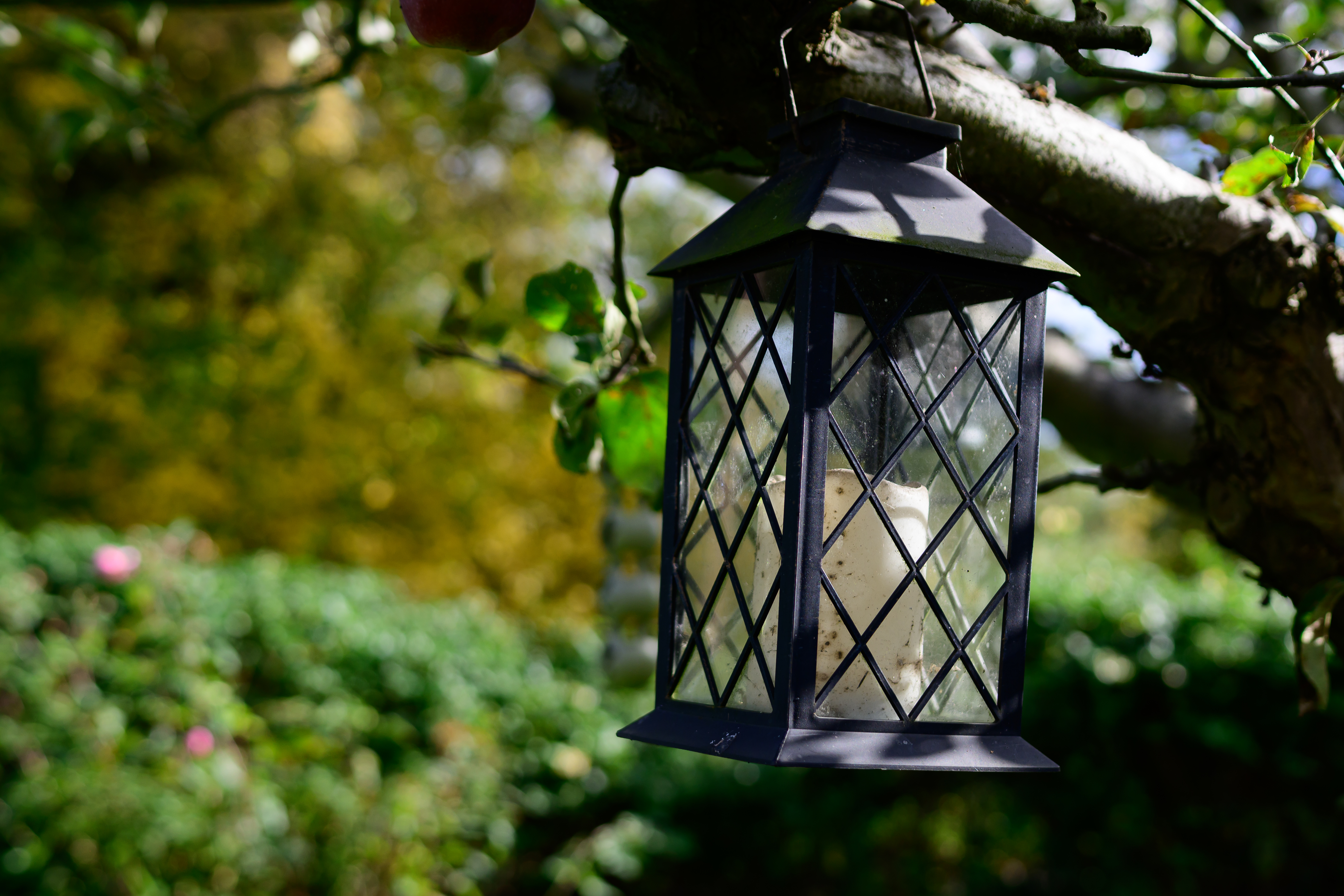 A photo of a lantern hanging from a tree taken on the Nikon Z50II