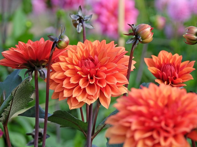 Fall Bloom