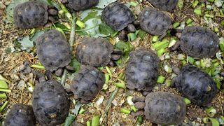 Little tortoises with genes of the Floreana Island giant tortoise species which were born in captivity, are fed in a breeding centre at the Galapagos National Park in Santa Cruz Island, in the Galapagos archipelago, located some 1,000 km off Ecuador's coast, on June 4, 2013. Experts will try to bring back in 2014 two species of the giant tortoise believed to be extint, the Chelonoidis abingdonii species of the Pinta Island (that of Lonesome George -- the last Pinta Island giant tortoise which died in June 2012) and the Chelonoidis elephantopus presumed extinct shortly after Charles Darwin's historic voyage there in 1835, as part of a captive breeding program directed towards resurrecting the species. Genes from recently extinct species can live on in mixed ancestry creatures. AFP PHOTO / RODRIGO BUENDIA (Photo credit should read RODRIGO BUENDIA/AFP via Getty Images)