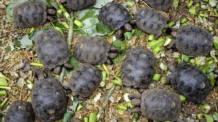 Little tortoises with genes of the Floreana Island giant tortoise species which were born in captivity, are fed in a breeding centre at the Galapagos National Park in Santa Cruz Island, in the Galapagos archipelago, located some 1,000 km off Ecuador's coast, on June 4, 2013. Experts will try to bring back in 2014 two species of the giant tortoise believed to be extint, the Chelonoidis abingdonii species of the Pinta Island (that of Lonesome George -- the last Pinta Island giant tortoise which died in June 2012) and the Chelonoidis elephantopus presumed extinct shortly after Charles Darwin's historic voyage there in 1835, as part of a captive breeding program directed towards resurrecting the species. Genes from recently extinct species can live on in mixed ancestry creatures. AFP PHOTO / RODRIGO BUENDIA (Photo credit should read RODRIGO BUENDIA/AFP via Getty Images)