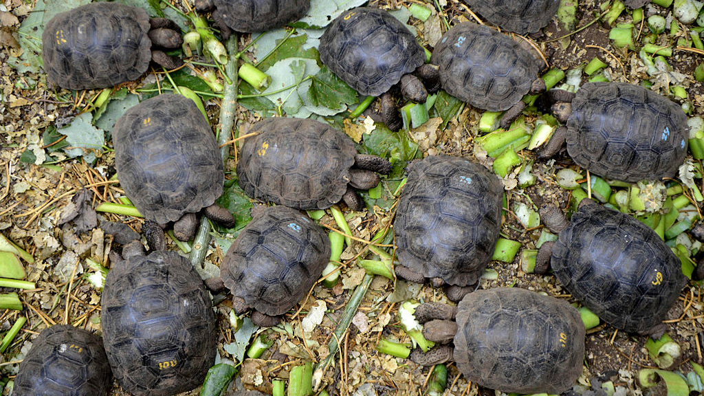 Little tortoises with genes of the Floreana Island giant tortoise species which were born in captivity, are fed in a breeding centre at the Galapagos National Park in Santa Cruz Island, in the Galapagos archipelago, located some 1,000 km off Ecuador's coast, on June 4, 2013. Experts will try to bring back in 2014 two species of the giant tortoise believed to be extint, the Chelonoidis abingdonii species of the Pinta Island (that of Lonesome George -- the last Pinta Island giant tortoise which died in June 2012) and the Chelonoidis elephantopus presumed extinct shortly after Charles Darwin's historic voyage there in 1835, as part of a captive breeding program directed towards resurrecting the species. Genes from recently extinct species can live on in mixed ancestry creatures. AFP PHOTO / RODRIGO BUENDIA (Photo credit should read RODRIGO BUENDIA/AFP via Getty Images)