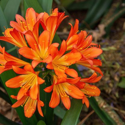 A blooming clivia plant