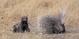 A bloodied yet determined honey badger returns to finish off a Cape porcupine, which earlier had tried to defend itself. Found throughout Botswana, honey badgers are famously ferocious. They often chase animals many times their own size. This honey badger got an unpleasant surprise when it attacked the normally nocturnal Cape porcupine. The badger grabbed the porcupine’s right leg. In defence, the porcupine repeatedly backed into its attacker, piercing it with many quills. During a lull in the attack, the porcupine managed to shuffle away, its leg badly damaged. After a short retreat, the bloodied badger returned. It finished off the porcupine under a bush close to the original attack then dragged it into its underground den.