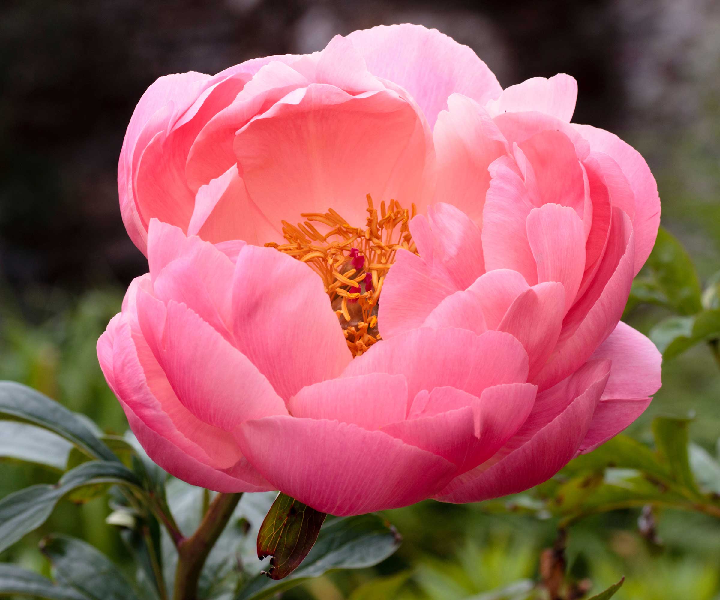 'Coral Charm' peony flower
