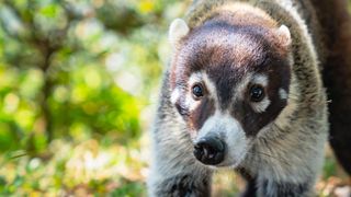 Best exotic pets - Coatimundi