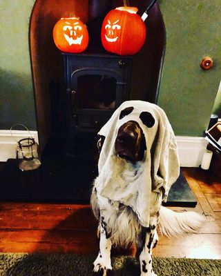 Halloween dog photoshoot