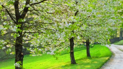 How to capture great garden scenes and flower shots | TechRadar