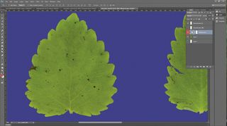 How to extract leaf textures with Photoshop