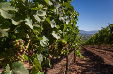 Chile vineyards frost