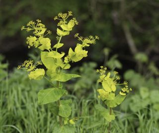 Smyrnium blooming with lime green flowers