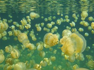 Mastigias jellyfish