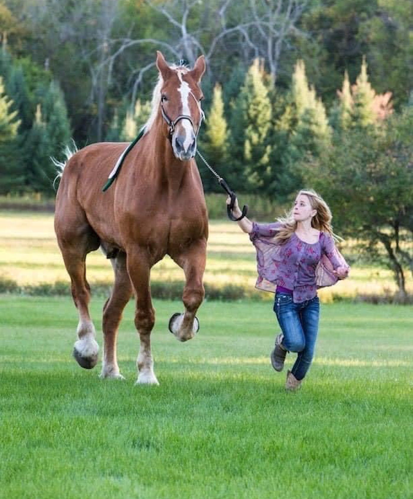 world&rsquo;s tallest horse