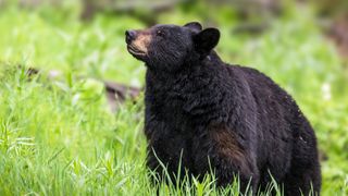 Black bear standing in grass
