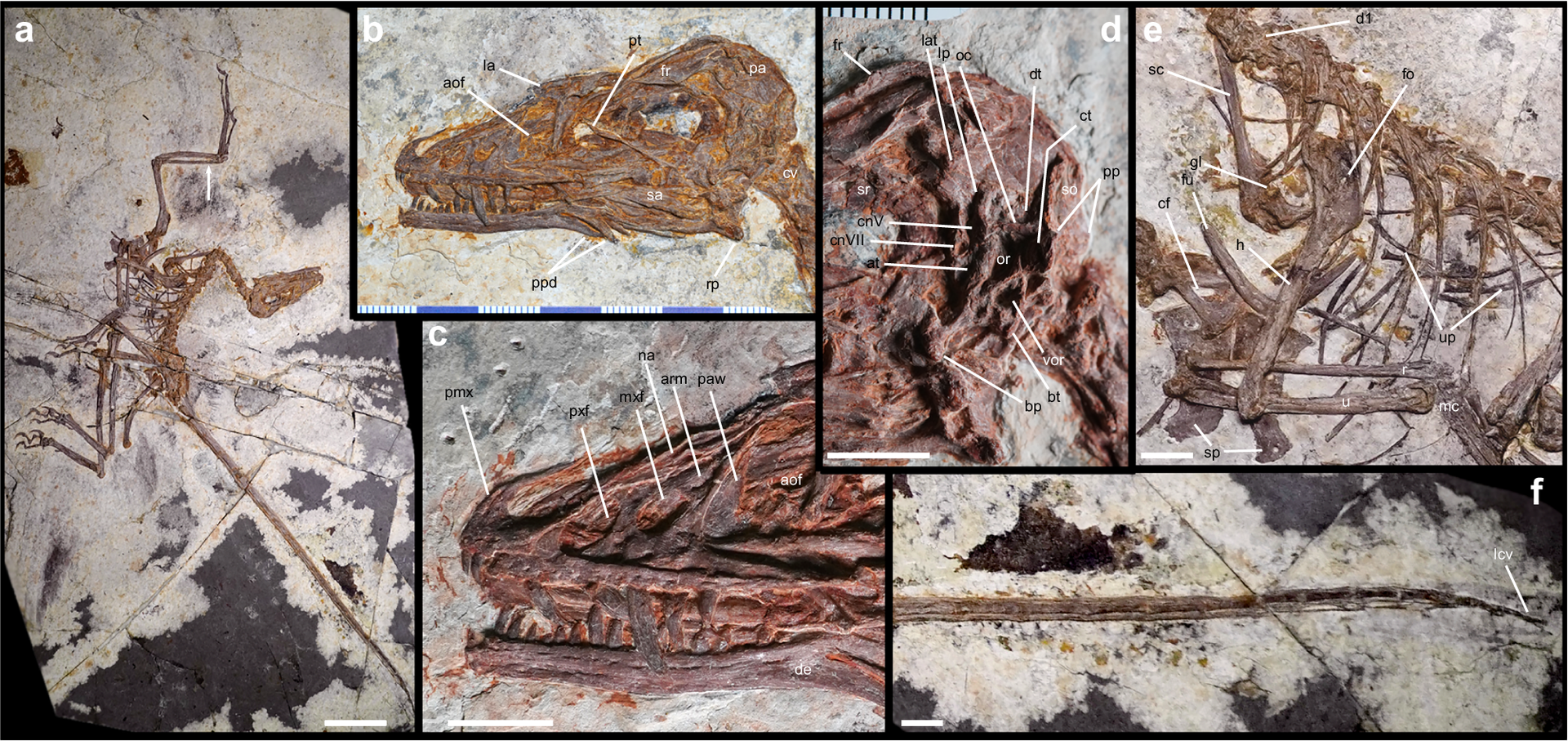 A series of images of fossilized dinosaur remains in stone.
