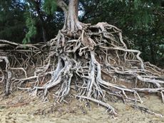 Large Eucalyptus Tree With Root Damage
