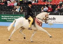 Veteran horse showing championship winner