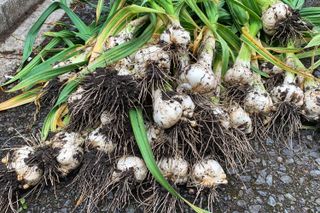 Harvest day pulling up my elephant garlic grown in my garden.