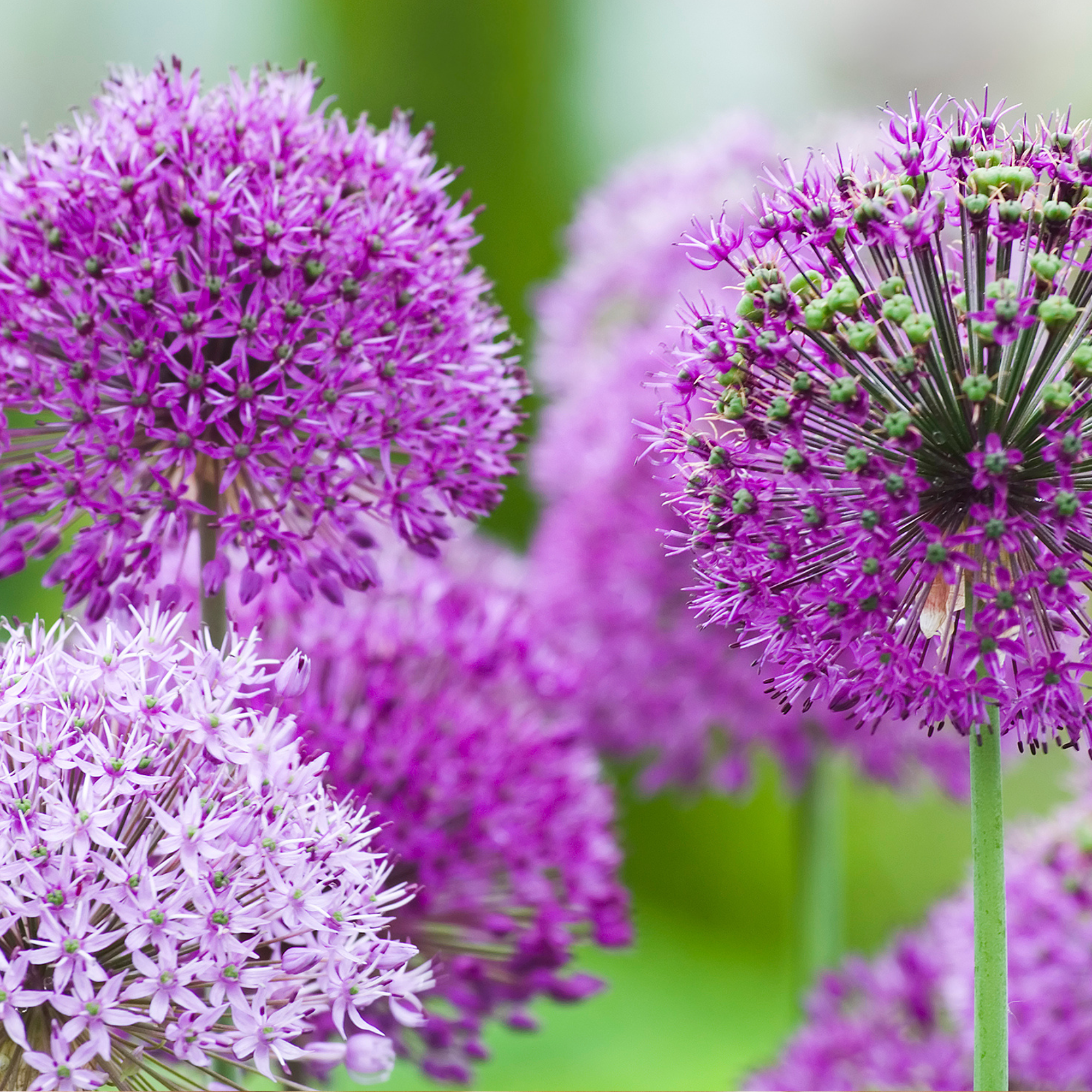Allium flowers in extreme close up against a soft green background