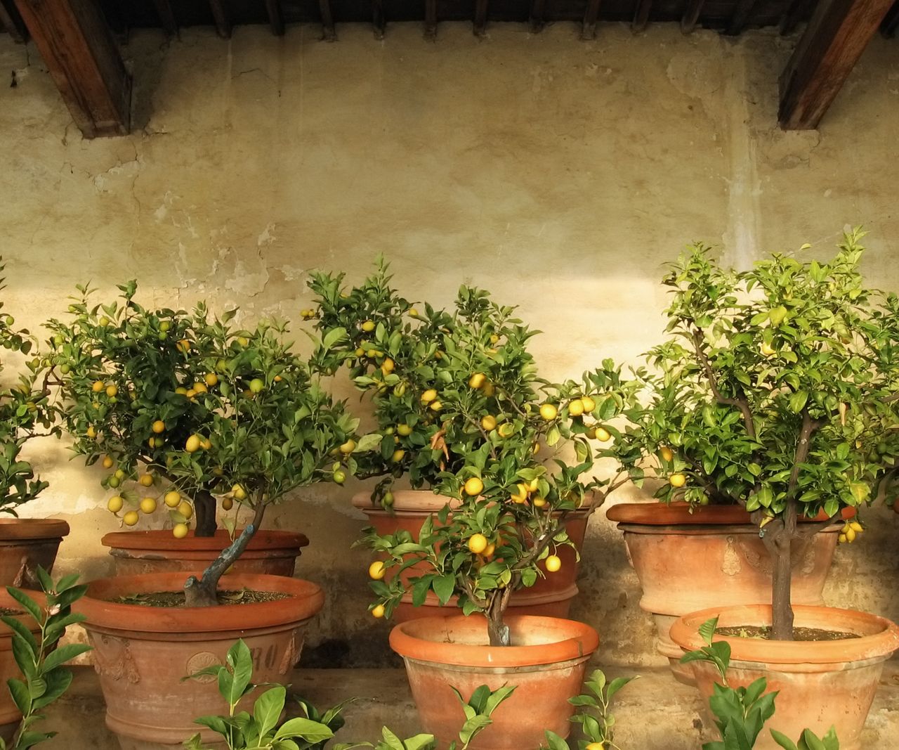 When to fertilize citrus trees with expert tips