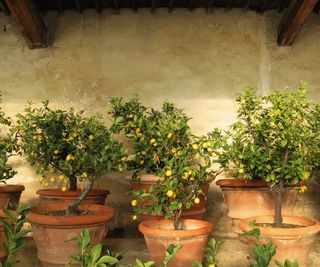 A collection of lemon trees in terracotta pots