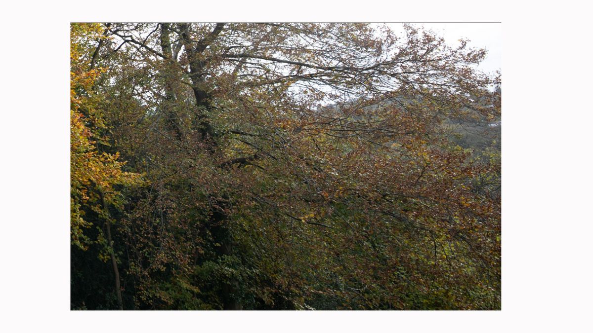 Image shows a corner crop on an image taken with a Sigma 14/24mm F2.8 DG HSM ART lens.