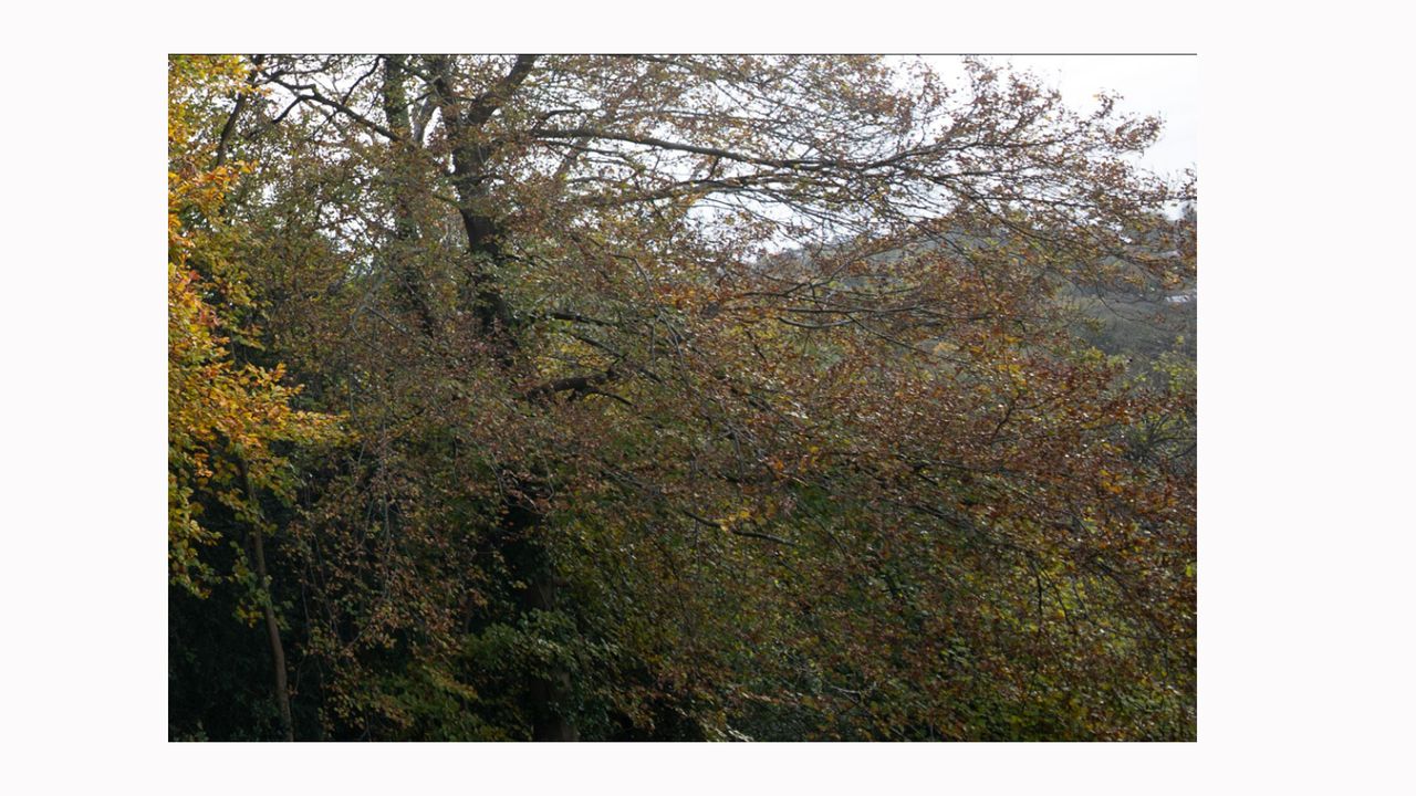 Image shows a corner crop on an image taken with a Sigma 14/24mm F2.8 DG HSM ART lens.