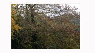 Image shows a corner crop on an image taken with a Sigma 14/24mm F2.8 DG HSM ART lens.