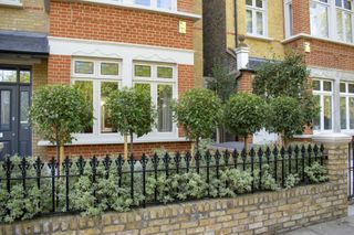 elegant front garden wall ideas with classic railings and row of five standard Viburnum trees