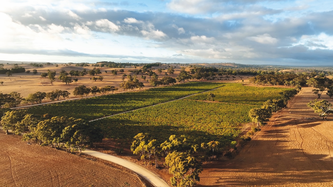 Mount Edelstone vineyard