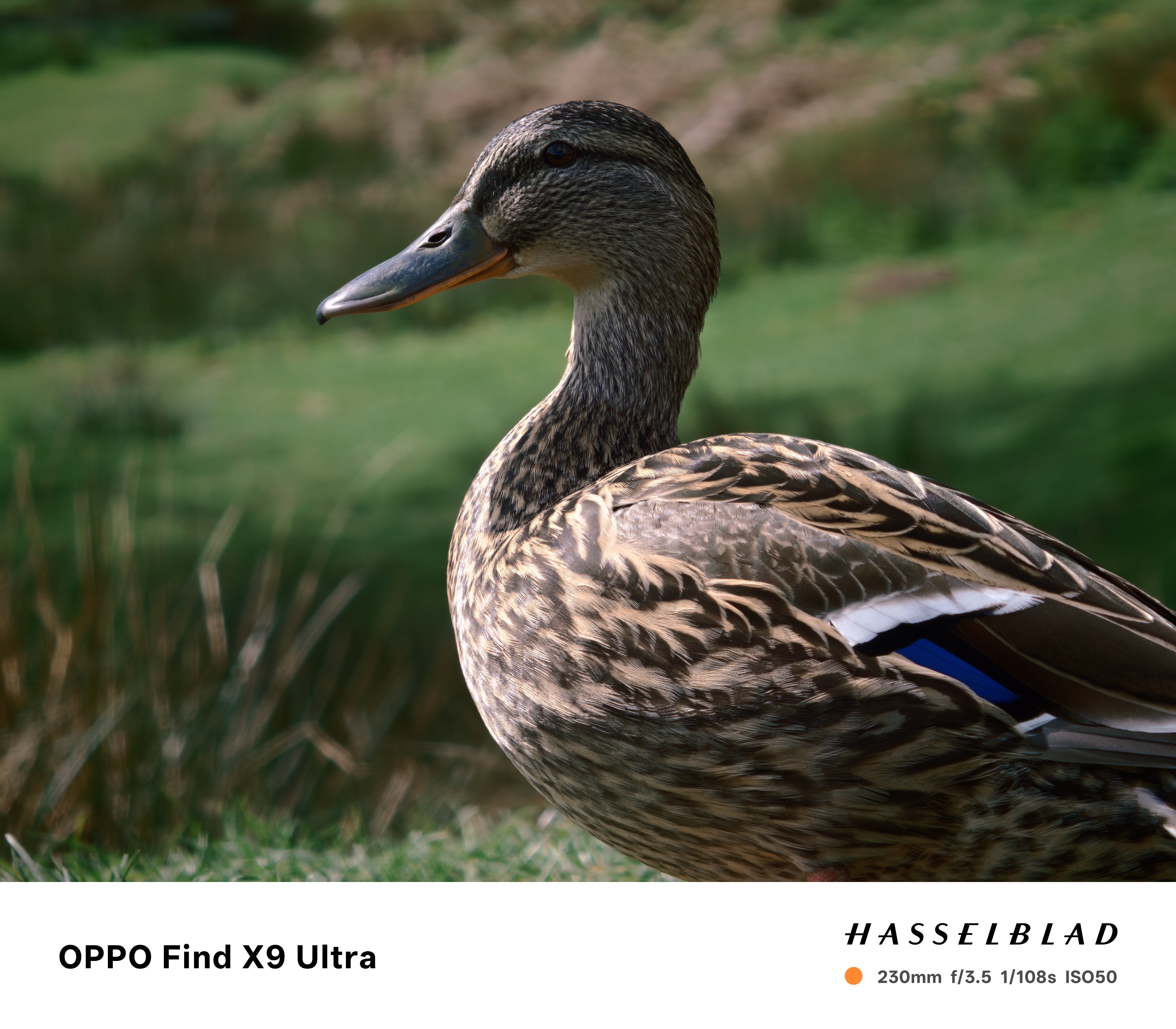 Oppo Find X9 Ultra Sample Photo