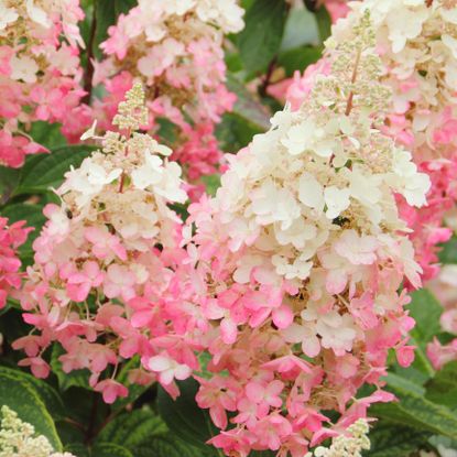 pinky winky hydrangea flowers in early summer