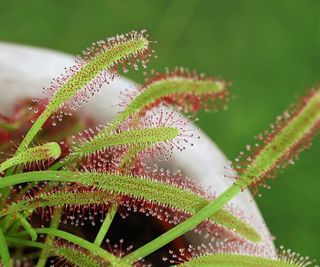 close-up of sundew plant