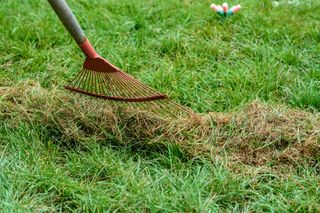 Dethatching a lawn with a rake