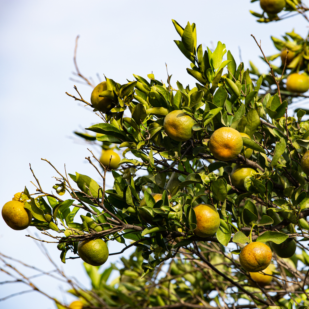 Bergamot