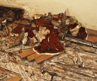 broken up timber flooring infested with dry rot