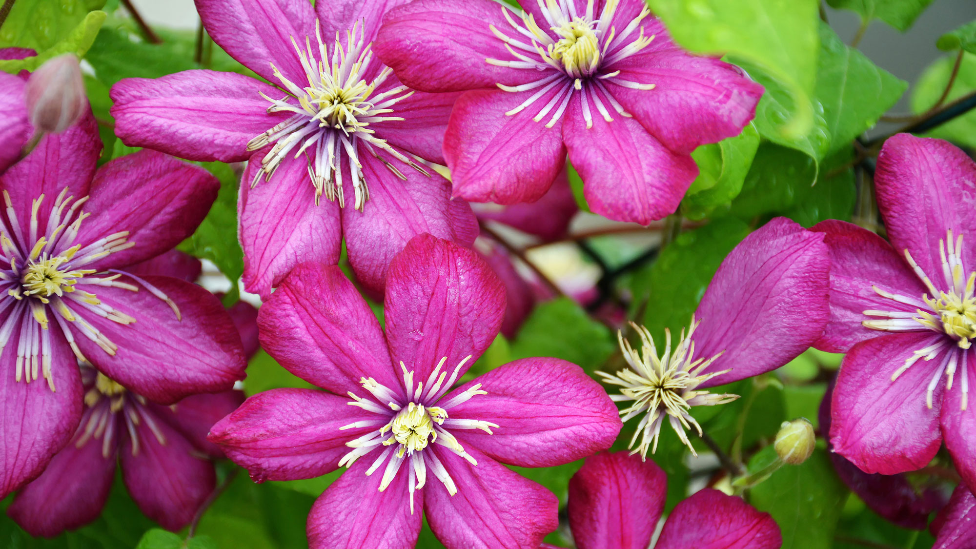 clematis plant with rich pink flowering display