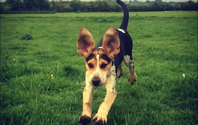 Heythrop puppies