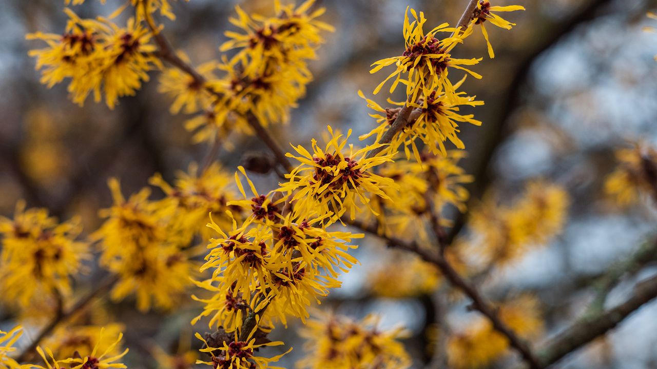 Small branches of the yellow flowering witch hazel against a blue sky