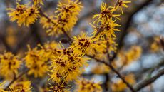 Small branches of the yellow flowering witch hazel against a blue sky