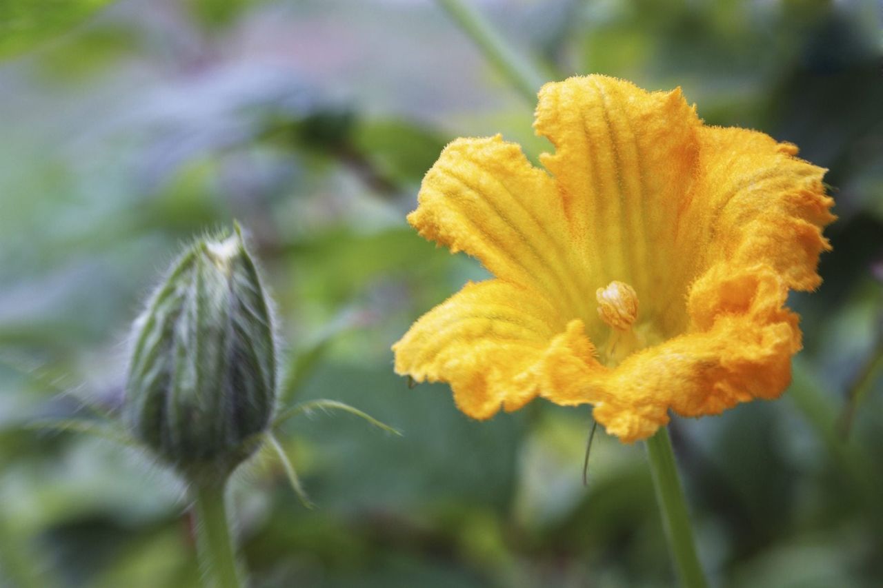 Pumpkin Vine Flower