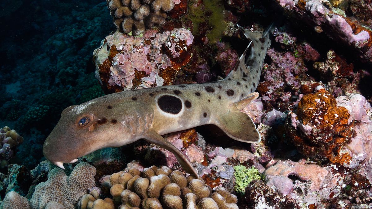 I&#039;m walkin&#039; here! An epaulette shark (Hemiscyllium ocellatum) at the Great Barrier Reef in Queensland, Australia.